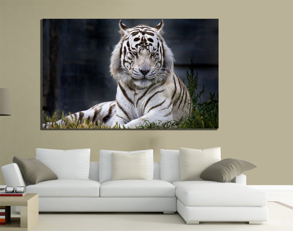 QUADRI MODERNI TELA 100X70 TIGRE BIANCA WHITE TIGER FELINO PANTHERA PREDA ANIMAL
