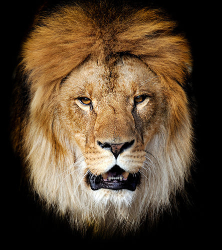 QUADRI MODERNI POSTER 100X70 LEONE RE DELLA FORESTA LION FACE ANIMALI ARREDO