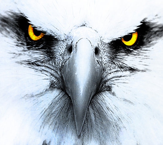 QUADRI MODERNI POSTER 100X70 ANIMALI ANIMALS AQUILA EAGLE STATI UNITI LAZIO USA