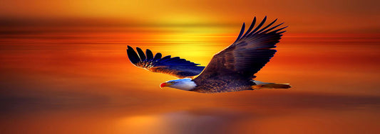 QUADRI MODERNI POSTER 100X70 AQUILA UCCELLI ARTE ARREDO MAMMIFERI TRAMONTO