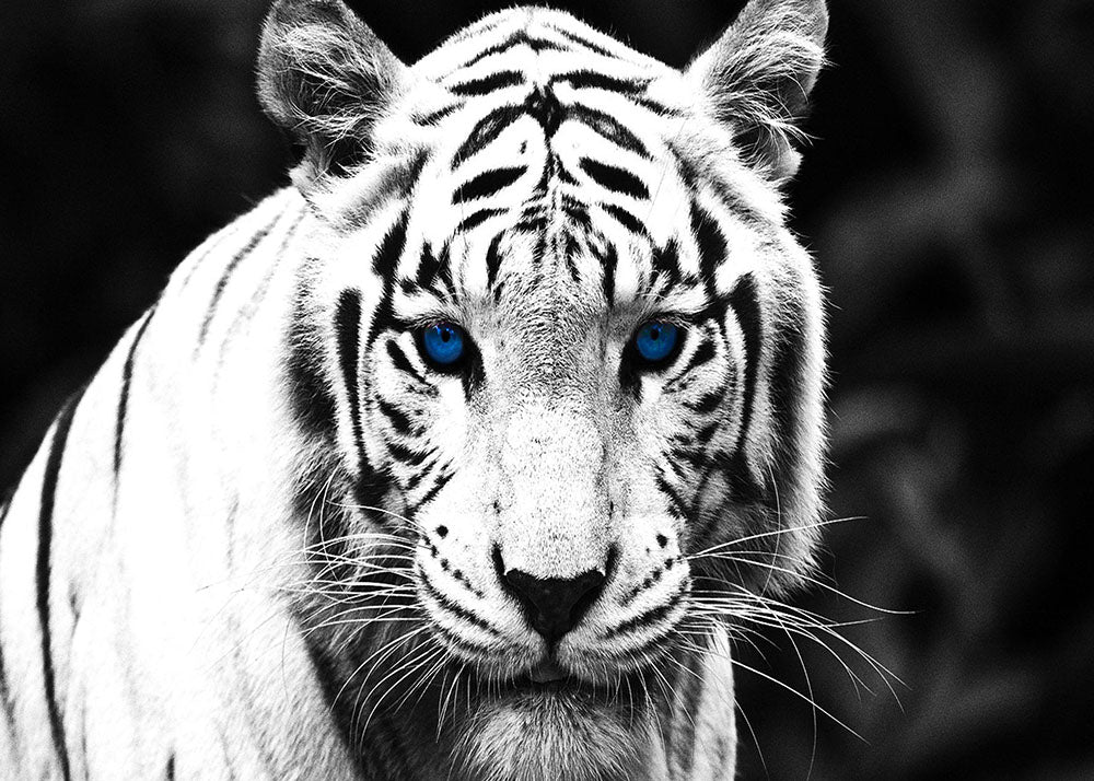 QUADRI MODERNI POSTER 100X140 TIGRE PANTERA ANIMALI WHITE ARREDO CASA ARTE