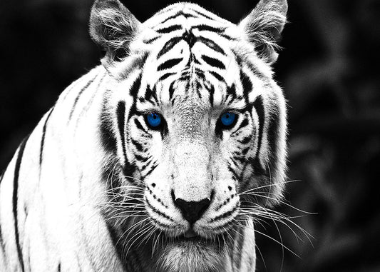 QUADRI MODERNI POSTER 100X70 TIGRE PANTERA ANIMALI WHITE ARREDO CASA ARTE